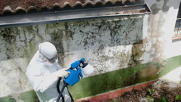 Trusted Attic Mold Removal service in Arlington, TN - Cheap Mold Removal